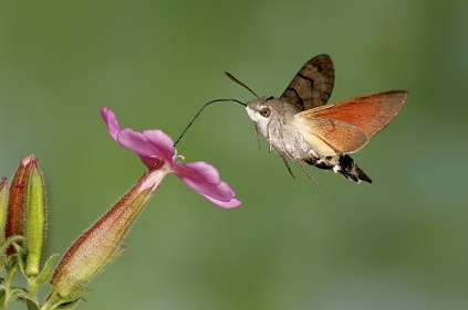 humming bird hawk moth - Richard Revels
