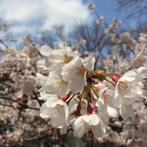 ゆうブログケロブログ花見と春 (2)