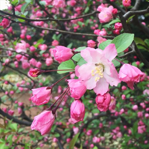 ゆうブログケロブログ花見と春 (9)