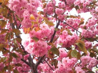 ご近所の八重桜