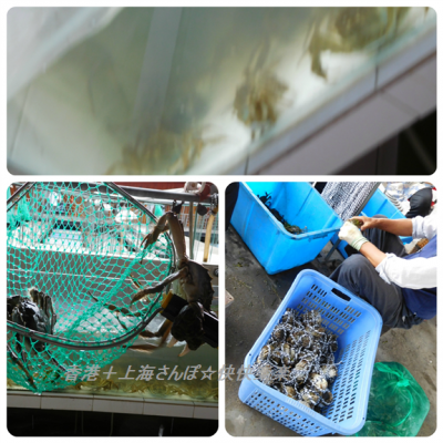 陽澄湖　上海蟹食す４