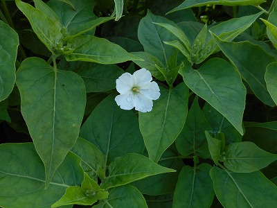 白粉の花(h28,6)