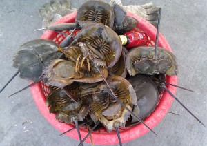Horseshoe-Crabs.jpg