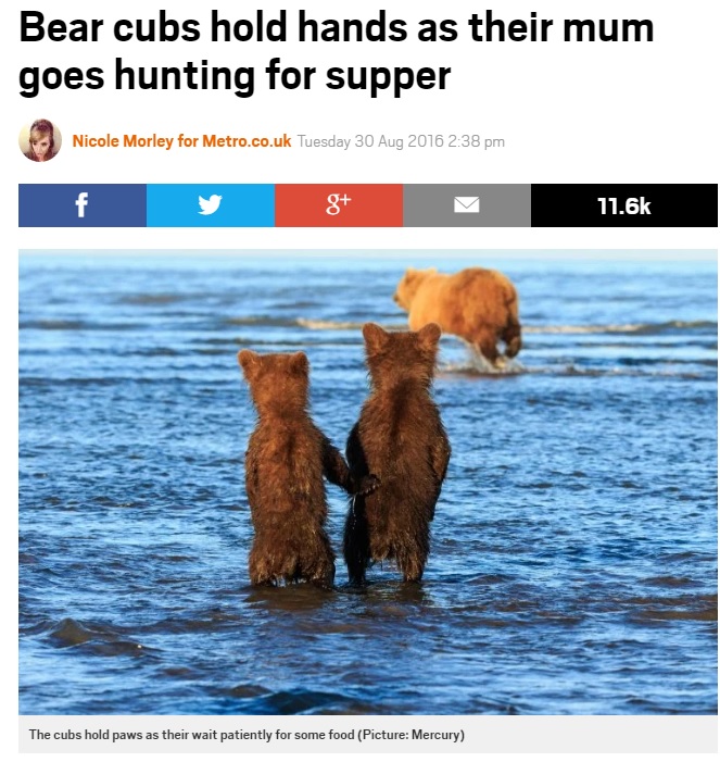 母クマの狩りを、手をつないで見守る2頭の子グマ 米国