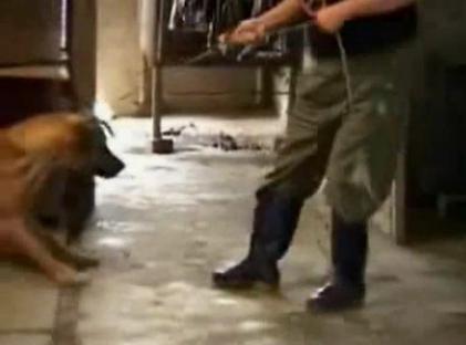 動物虐待になる？迷子のペット犬を捕まえて食べた韓国人らが物議「管理を怠った飼い主が悪い」