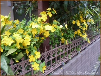 20160414　　黄色　2 　春の花