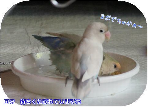 水浴び③