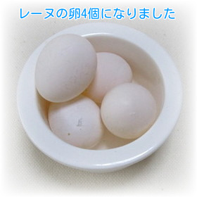 ⑥卵