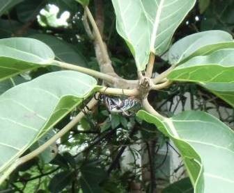 マダガスカルで食べられているクモが木に居る様子