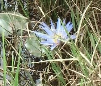 青い水田の花2