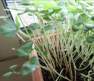 ソバの芽プランタ栽培