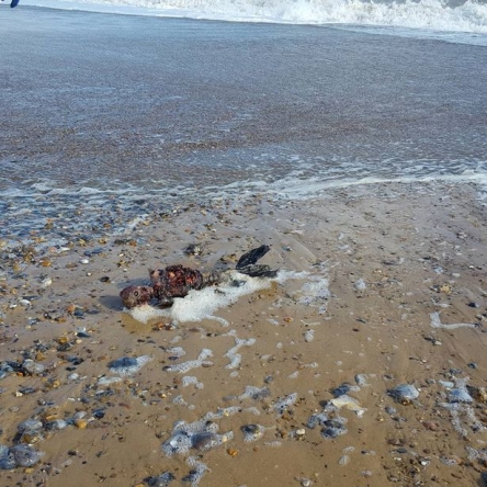 Rotting-body-of-dead-mermaid-washes-up-on-British-beach_20161005144539.jpg