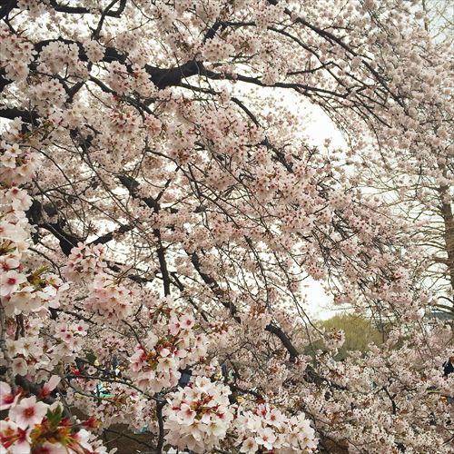 ゆうブログケロブログ花見と春 (6)
