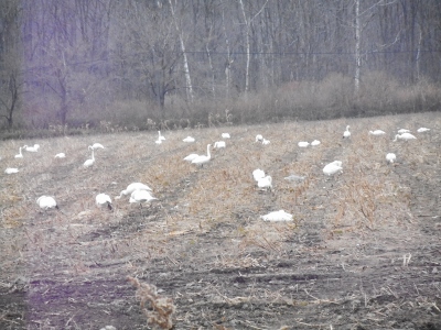 白鳥の畑