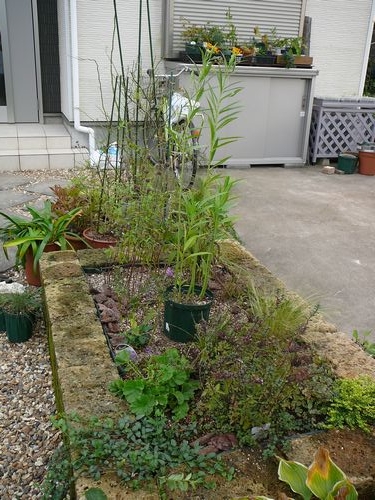 花壇の植え込み完了 狭小の庭 心ときめく空間を夢見て