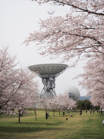 さくら宇宙公園の桜