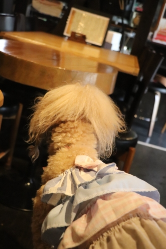 Bistro Cafe +Dog Rencontre