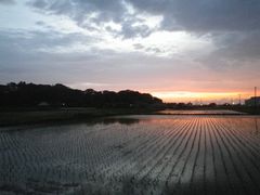 【写真】強風が収まり夕焼け空となった農園周辺の様子