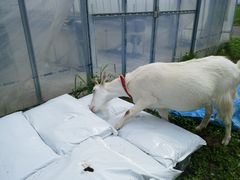 【写真】アランが育苗用ポットの土の袋をあけようとしているところ