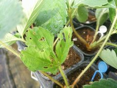 【写真】ヨトウムシに食べられた跡が残るいちごの苗の様子