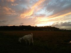 【写真】日暮れ寸前の夕焼け空の下で草を食べているアラン