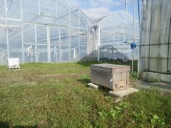 【写真】養蜂屋さんに届けてもらったミツバチの巣箱