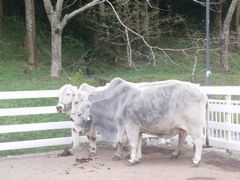 【写真】千葉県酪農の里の白牛３頭が並んで立っているところ