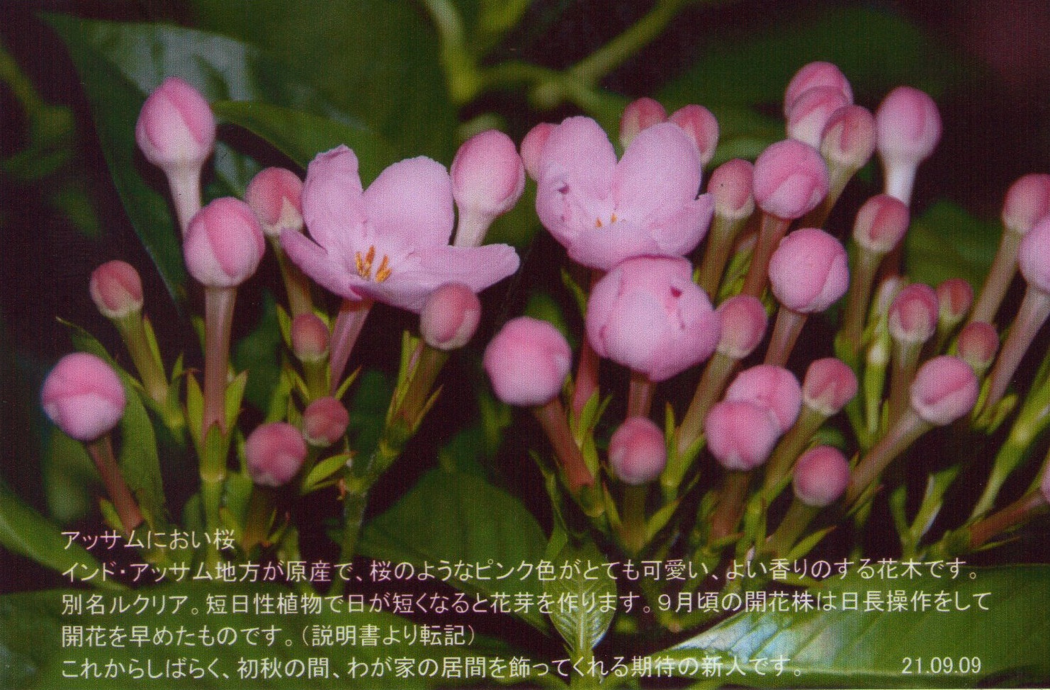0909ｱｯｻﾑにおい桜